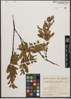 Foto von Salix waldsteiniana Willd.